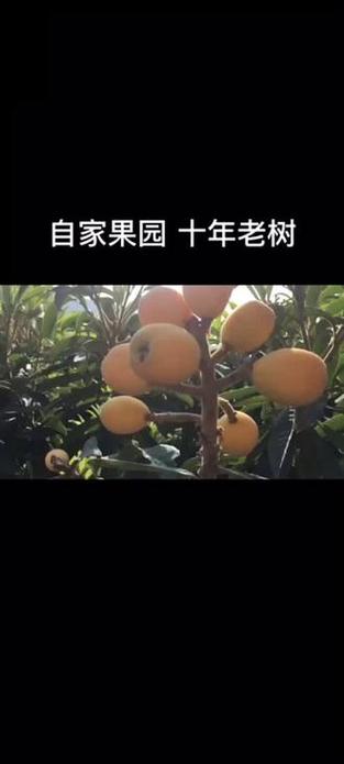 澳门科技大学2025研究生申请和老人上树摘枇杷被困与爬树摘枇杷