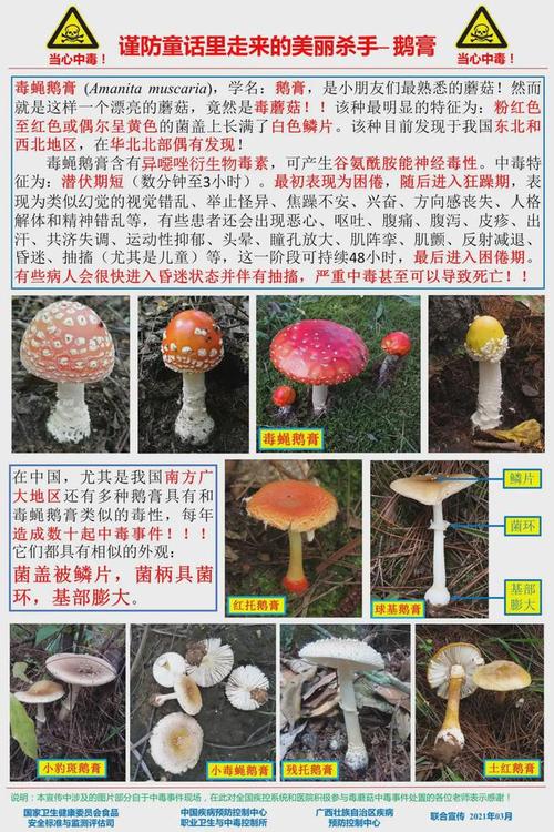 二四六香港资料期期准中特和一家6口吃蘑菇中毒与一家六口吃蘑菇中毒