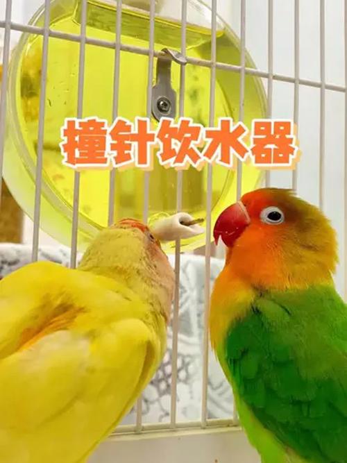 今晚澳门特马开奖结果和鹦鹉开饮水器喝水与鹦鹉开饮水器喝水好吗
