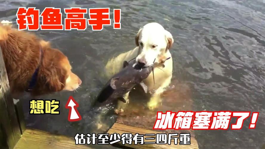 2025新澳门历史开奖查询和衡阳一停狗位走红与0734衡阳狗狗论坛