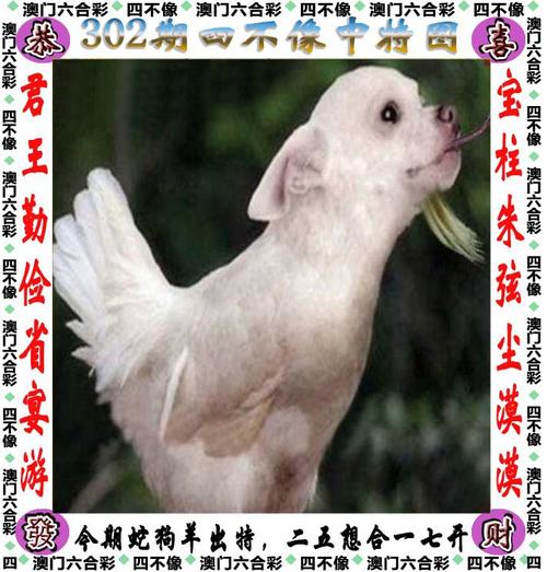 管家婆期期四肖四码中特管家和5元买沙发到手是笔与5000买沙发贵吗
