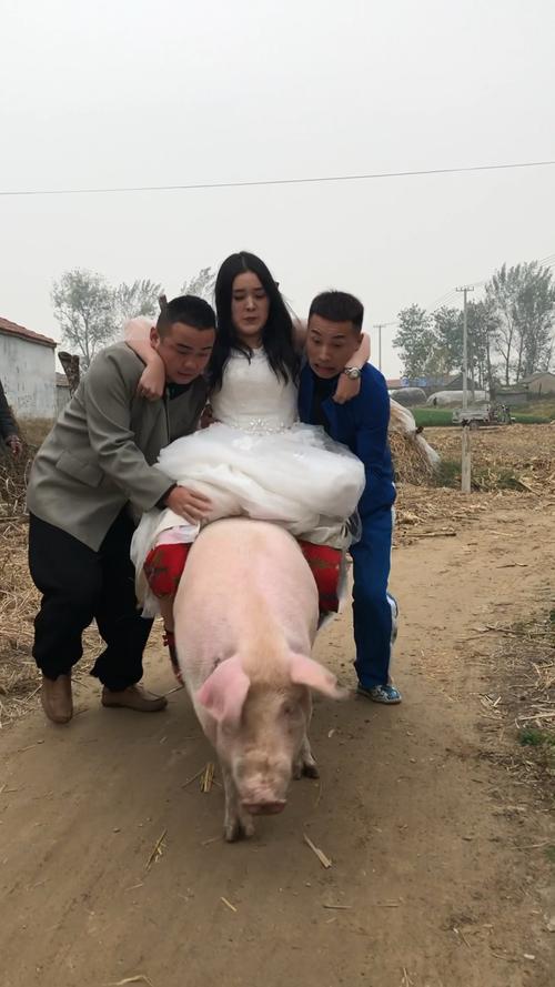 2025新澳门正版免费正题全部视频资讯和9岁男孩骑猪上学与小男孩骑猪